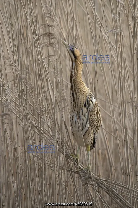 : Great Bittern (Botaurus stellaris) perched on t : Great Bittern (Botaurus stellaris) perched on t