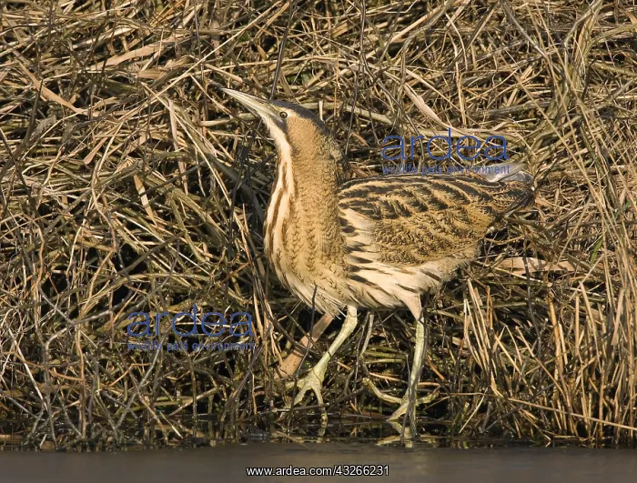 : Great Bittern (Botaurus stellaris) between reed : Great Bittern (Botaurus stellaris) between reed