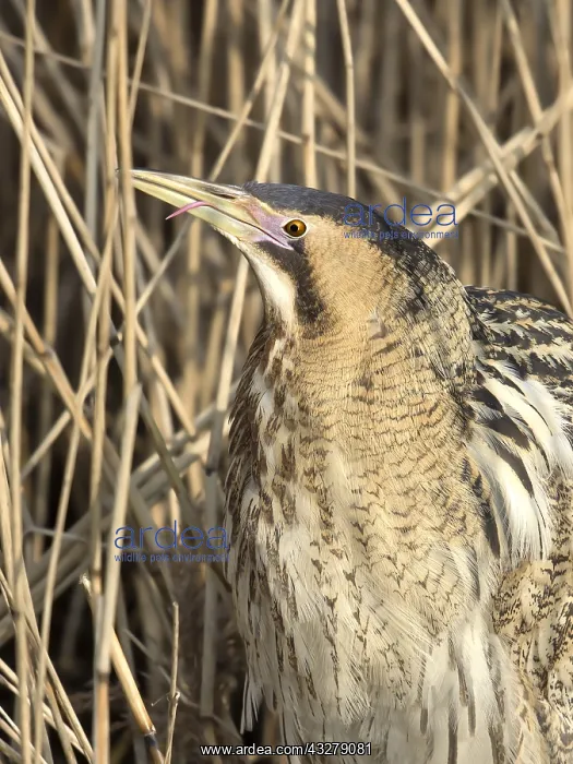 : Great Bittern (Botaurus stellaris) shows its to : Great Bittern (Botaurus stellaris) shows its to