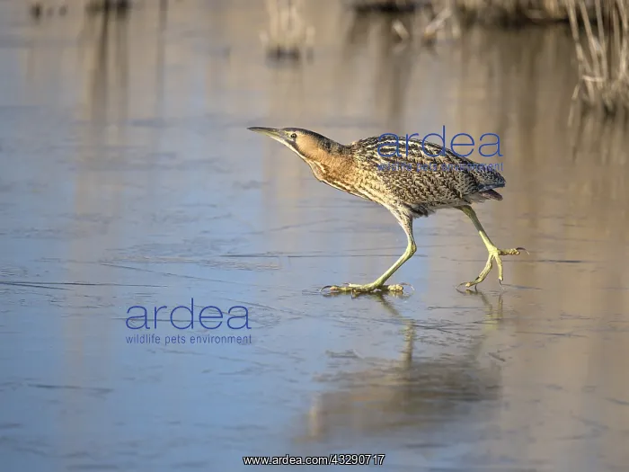 : Great Bittern (Botaurus stellaris) walking on i : Great Bittern (Botaurus stellaris) walking on i
