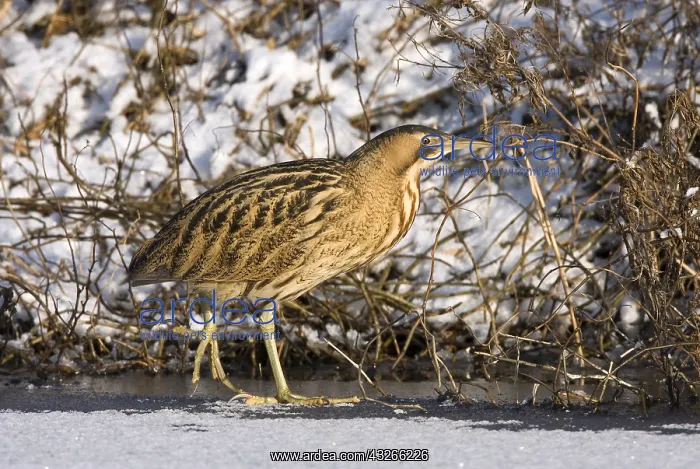 : Great Bittern (Botaurus stellaris) walking on t : Great Bittern (Botaurus stellaris) walking on t