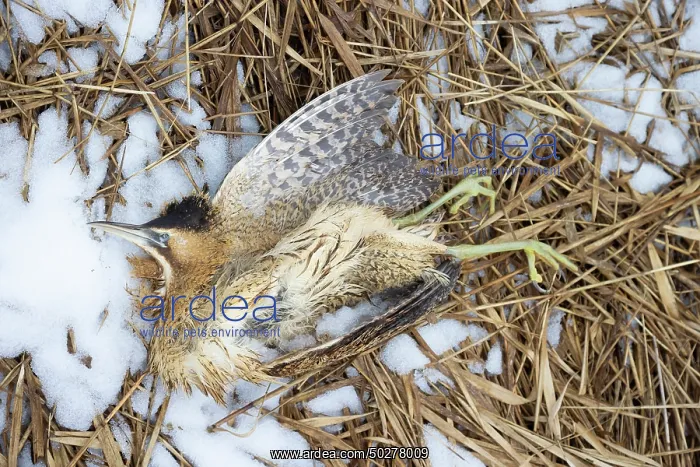 : Great Bittern dead : Great Bittern dead