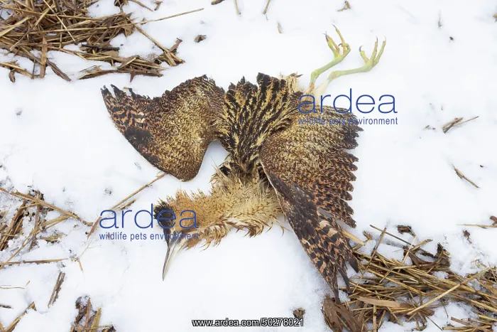 : Great Bittern dead : Great Bittern dead