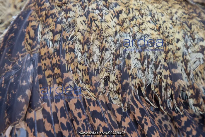 : Great Bittern dead : Great Bittern dead
