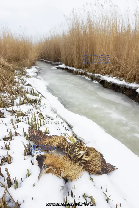: Great Bittern dead : Great Bittern dead
