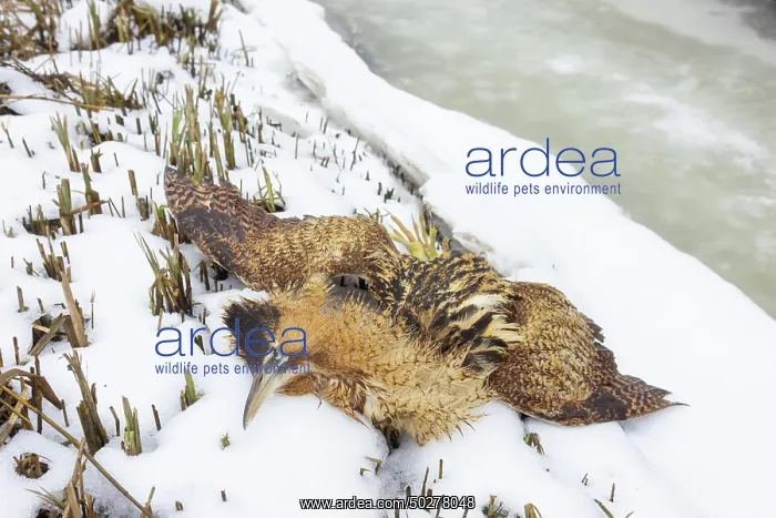 : Great Bittern dead : Great Bittern dead