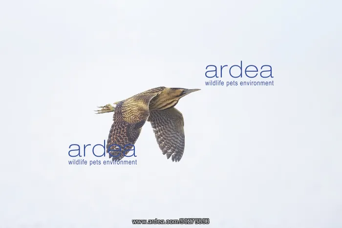 : Great Bittern flight : Great Bittern flight