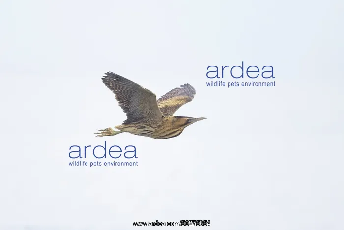 : Great Bittern flight : Great Bittern flight