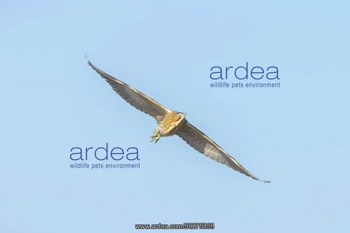 : Great Bittern flight : Great Bittern flight