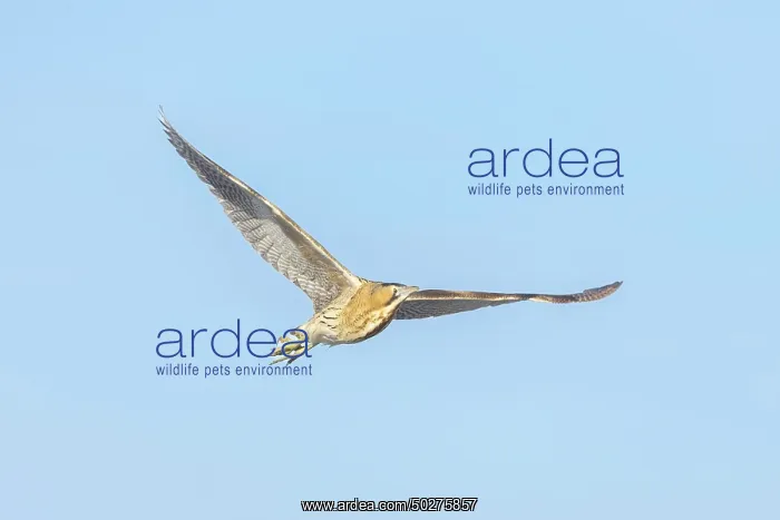: Great Bittern flight : Great Bittern flight
