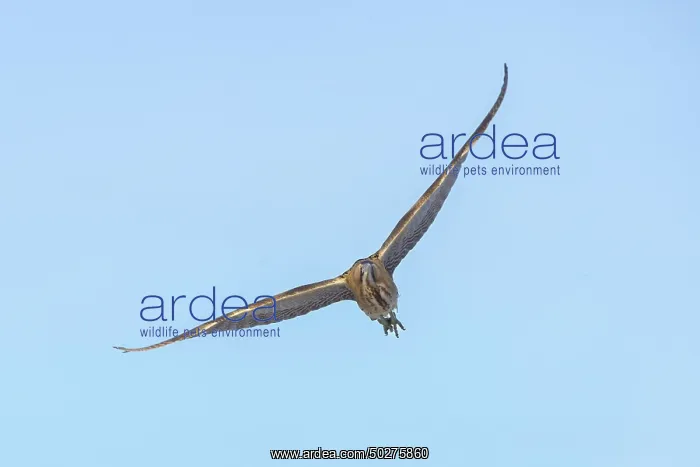 : Great Bittern flight : Great Bittern flight