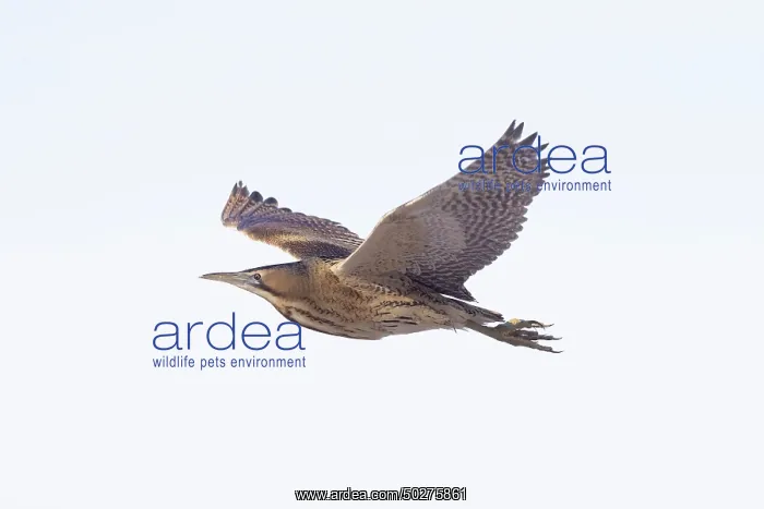  : Great Bittern flight