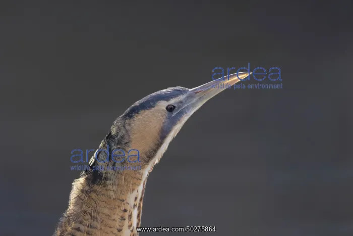 : Great Bittern portrait : Great Bittern portrait