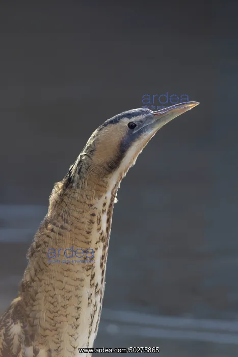 : Great Bittern portrait : Great Bittern portrait