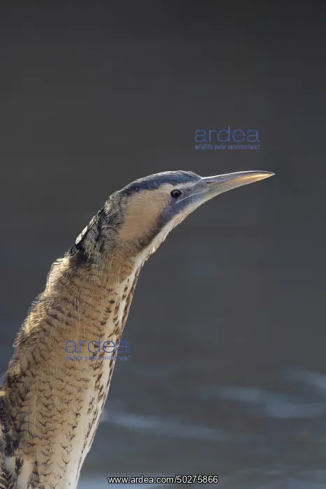 : Great Bittern portrait : Great Bittern portrait