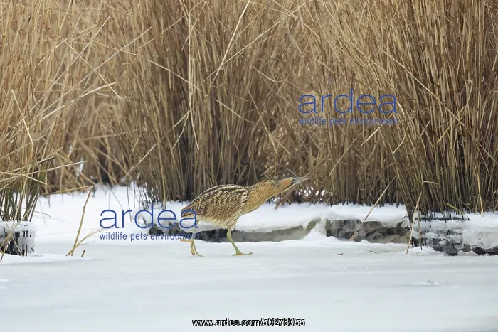 : Great Bittern Winter : Great Bittern Winter