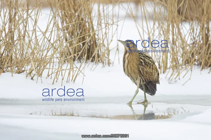 : Great Bittern Winter : Great Bittern Winter