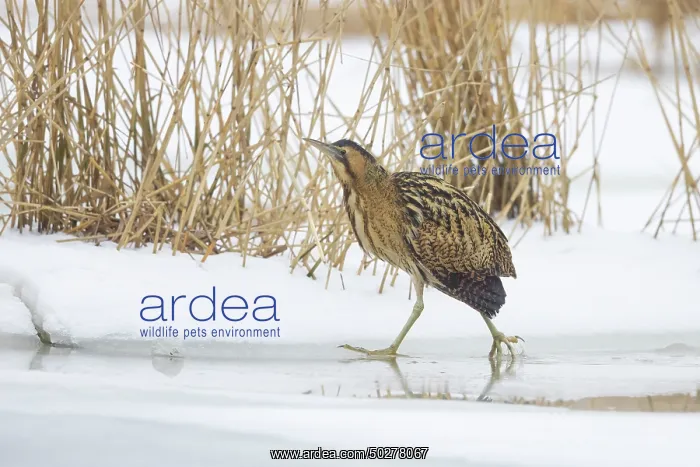 : Great Bittern Winter : Great Bittern Winter