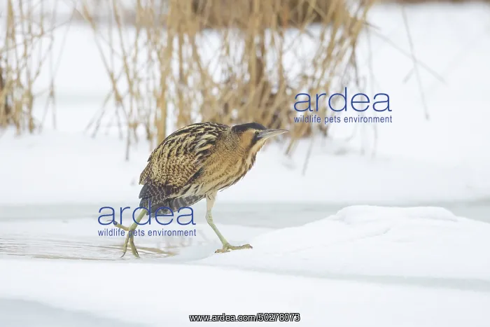 : Great Bittern Winter : Great Bittern Winter