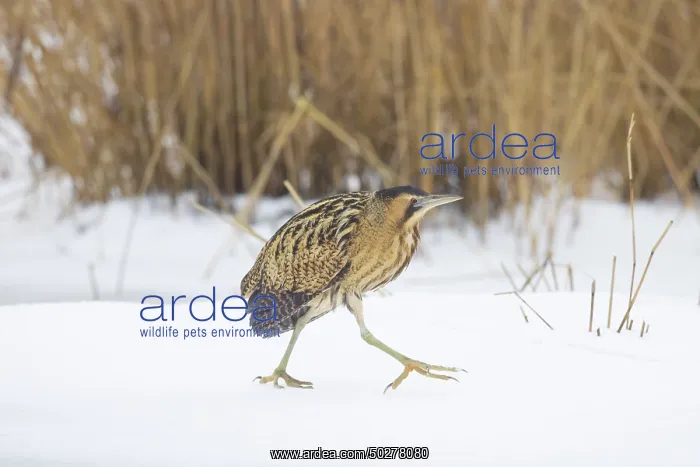 : Great Bittern Winter : Great Bittern Winter