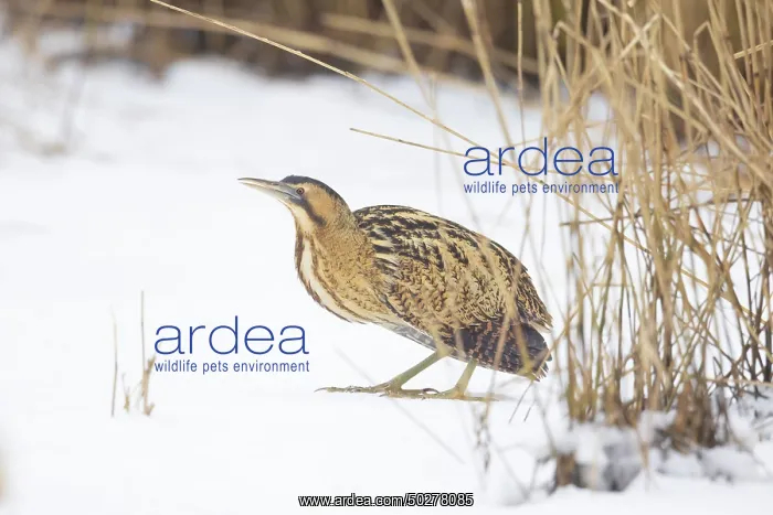 : Great Bittern Winter : Great Bittern Winter
