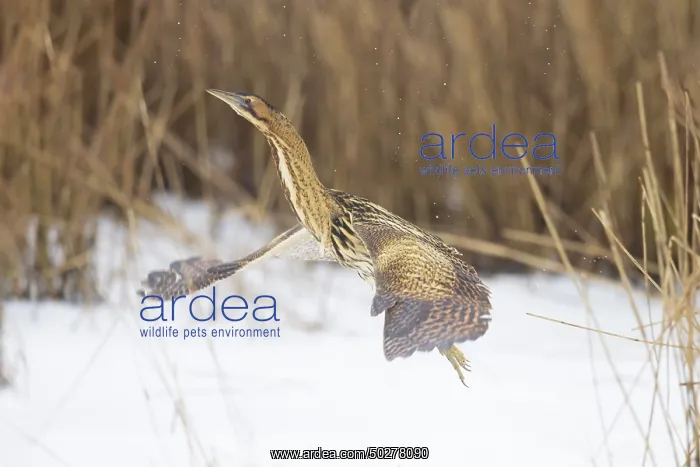 : Great Bittern Winter : Great Bittern Winter