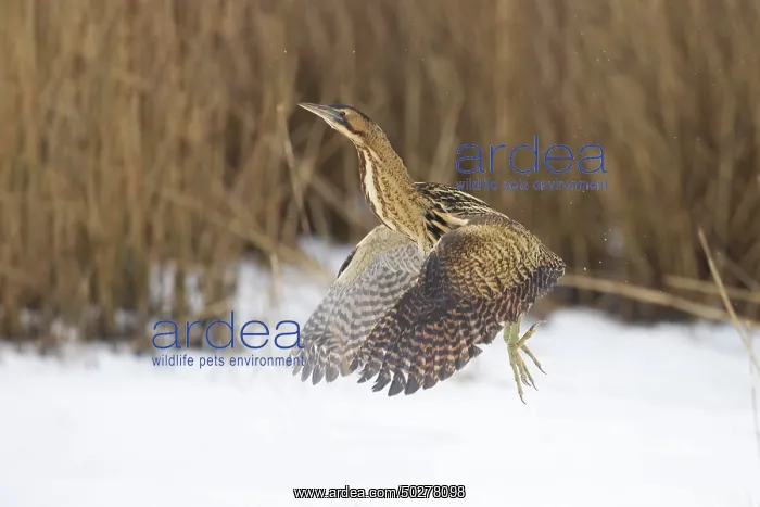 : Great Bittern Winter : Great Bittern Winter