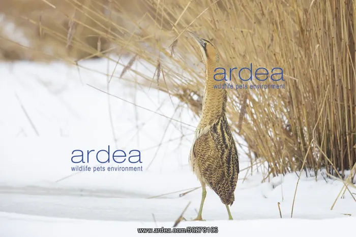  : Great Bittern Winter