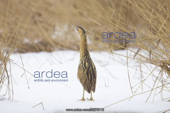 : Great Bittern Winter : Great Bittern Winter