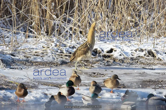  : Great Bittern Winter