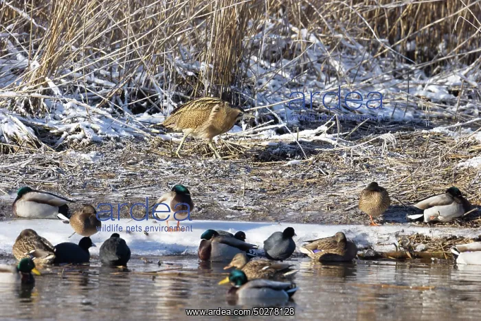 : Great Bittern Winter : Great Bittern Winter