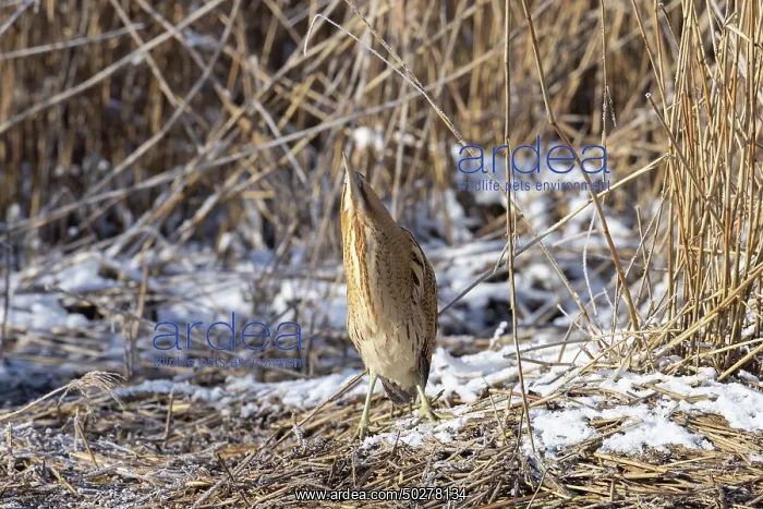 : Great Bittern Winter : Great Bittern Winter