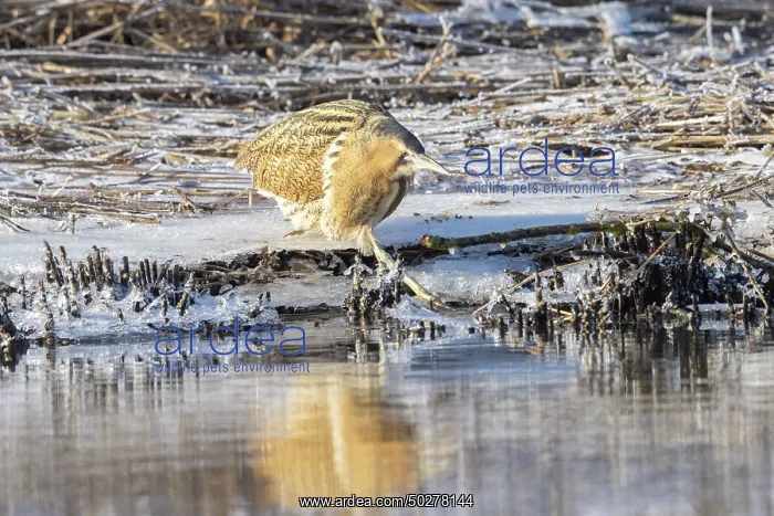  : Great Bittern Winter