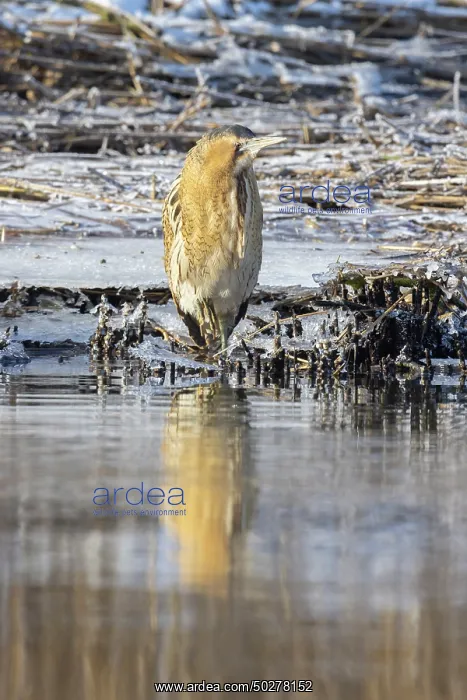 : Great Bittern Winter : Great Bittern Winter
