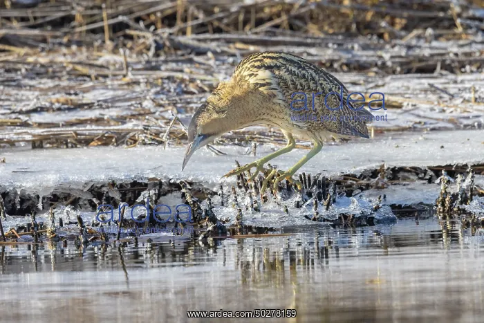 : Great Bittern Winter : Great Bittern Winter
