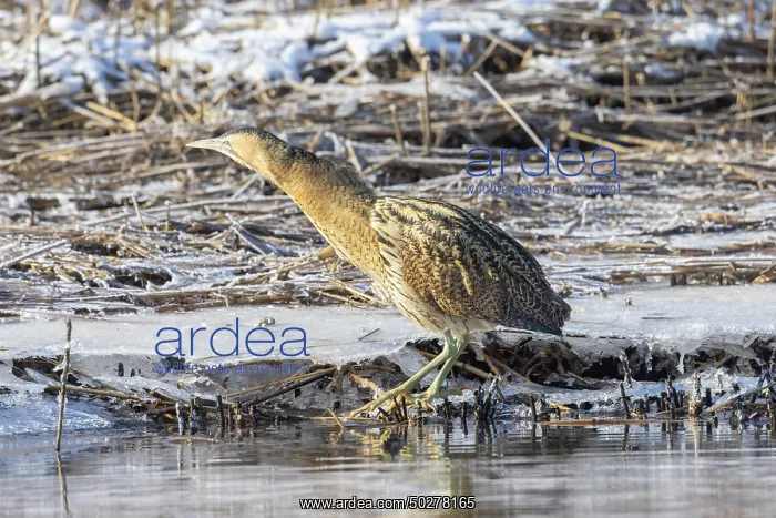 : Great Bittern Winter : Great Bittern Winter