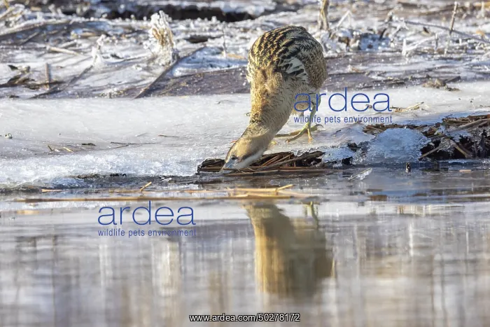 : Great Bittern Winter : Great Bittern Winter