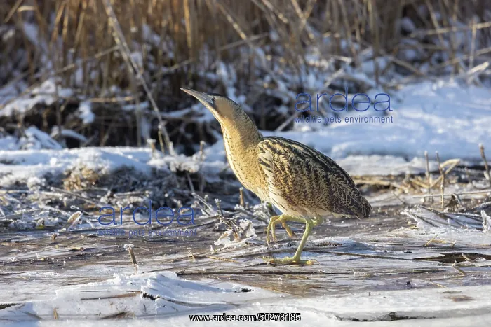 : Great Bittern Winter : Great Bittern Winter