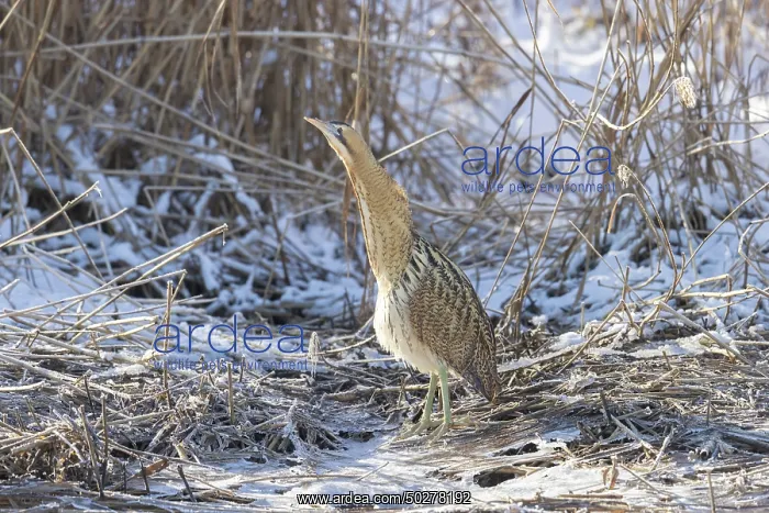 : Great Bittern Winter : Great Bittern Winter