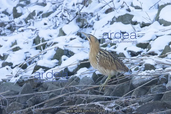 : Great Bittern Winter : Great Bittern Winter
