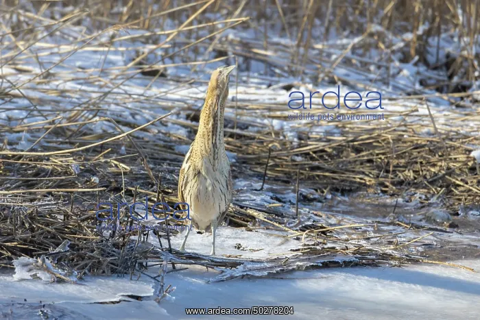 : Great Bittern Winter : Great Bittern Winter