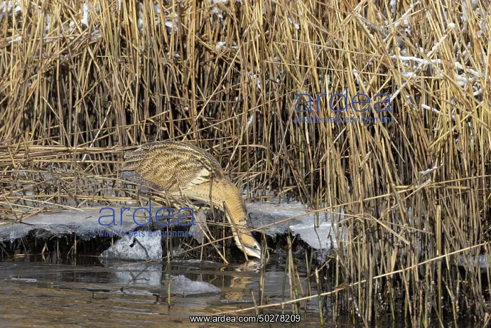 : Great Bittern Winter : Great Bittern Winter