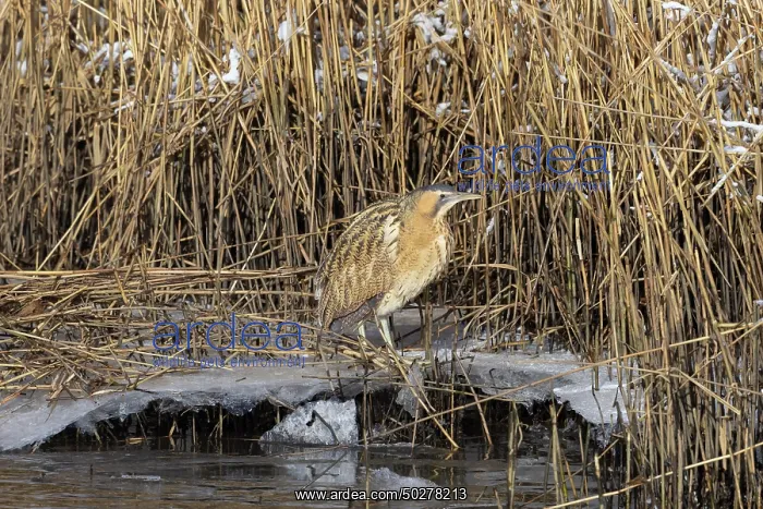 : Great Bittern Winter : Great Bittern Winter
