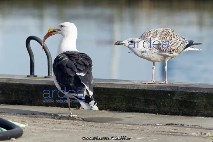 : Great Black-Back Gull - adult with scavenged fish : Great Black-Back Gull - adult with scavenged fish