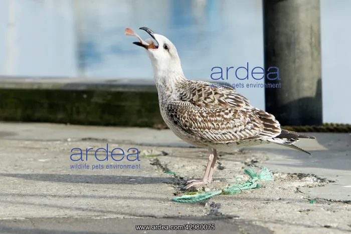 : Great Black-Back Gull - immature swallowing scavenged fish : Great Black-Back Gull - immature swallowing scavenged fish