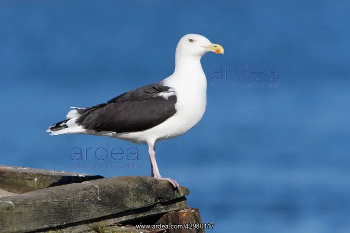 : Great Black-Back Gull - perched on harbour wall : Great Black-Back Gull - perched on harbour wall