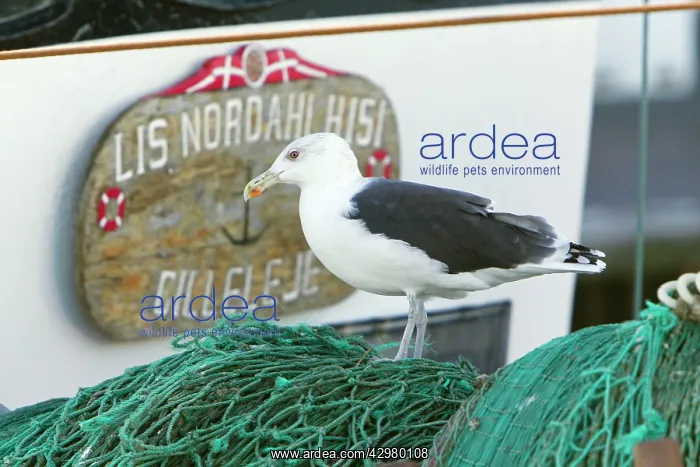  : Great Black-Back Gull - scavenging on fishing boat