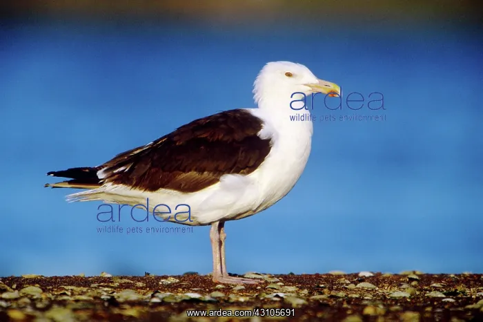 : Great Black-backed Gull : Great Black-backed Gull