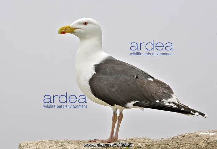 : Great Black-backed Gull : Great Black-backed Gull
