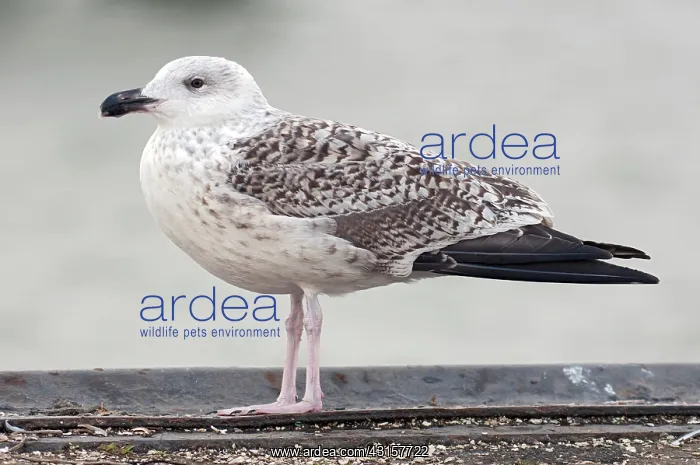 : Great Black-backed Gull : Great Black-backed Gull